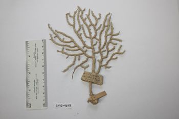 Media type: image;   Invertebrate Zoology CNID-4649 Description: Live specimen.;